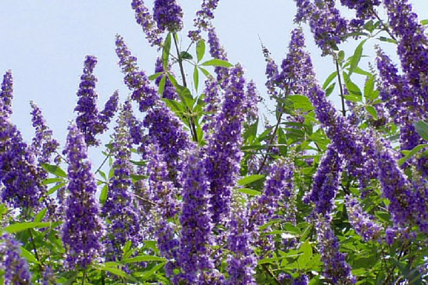 Is Vitex the key to getting pregnant naturally?